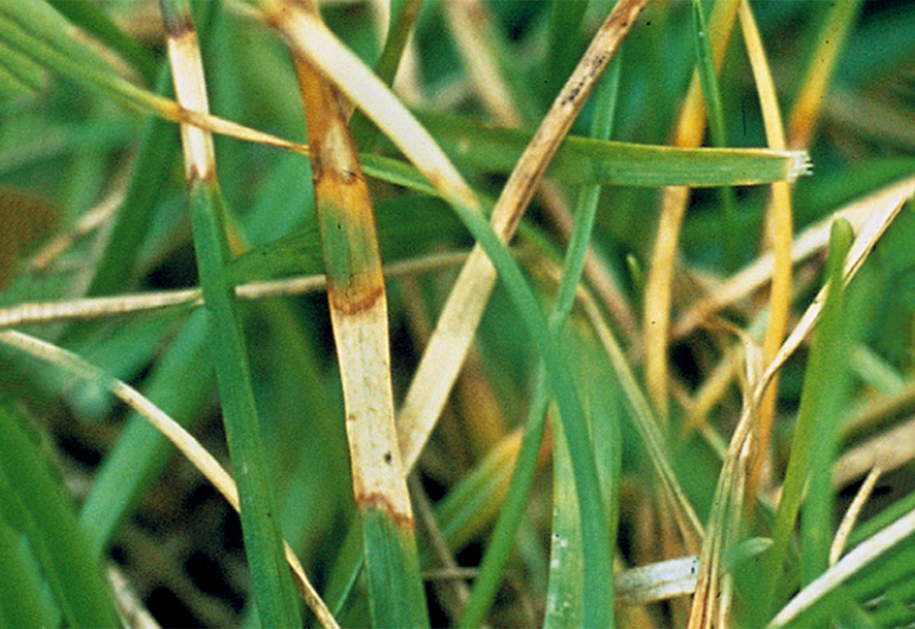 Dollar Spot Treatment Lawn Fungal Disease